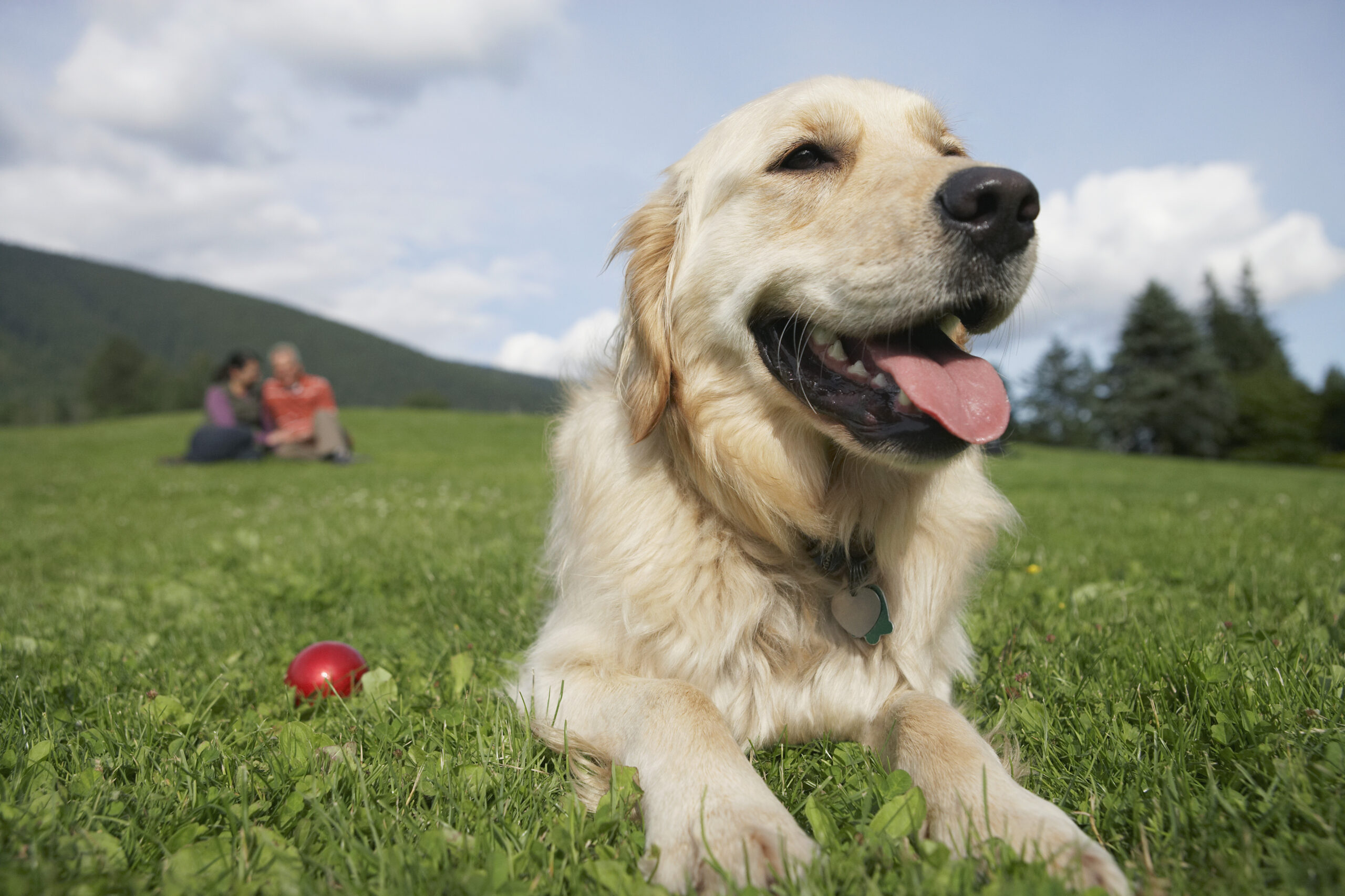 golden retriever in summer