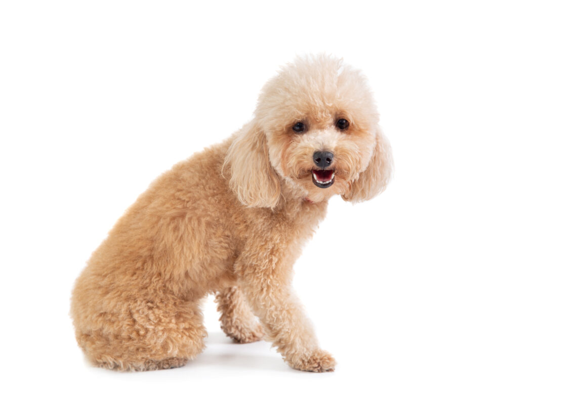 Dog Grooming Guide Tips For All Dog Coat Types Wahl UK