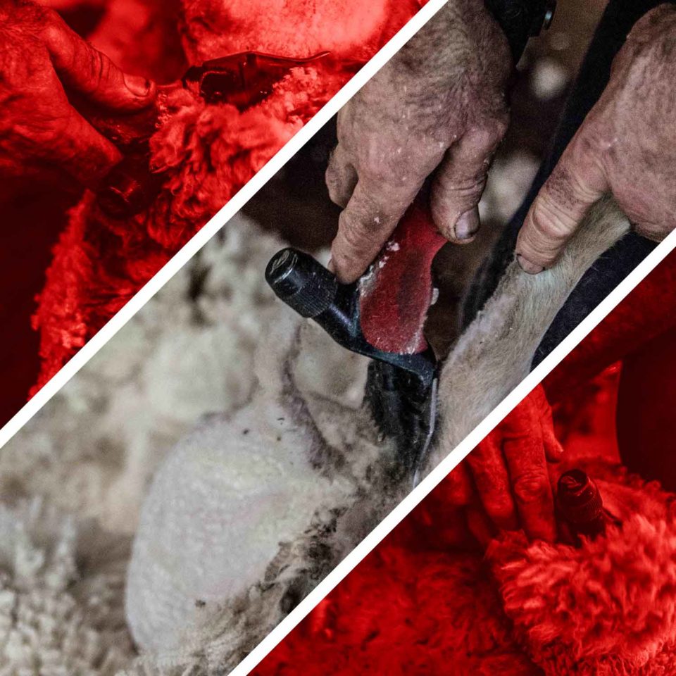 Wahl Lister Fushion Shear Farmers Livestock Cattle Shearing Tools