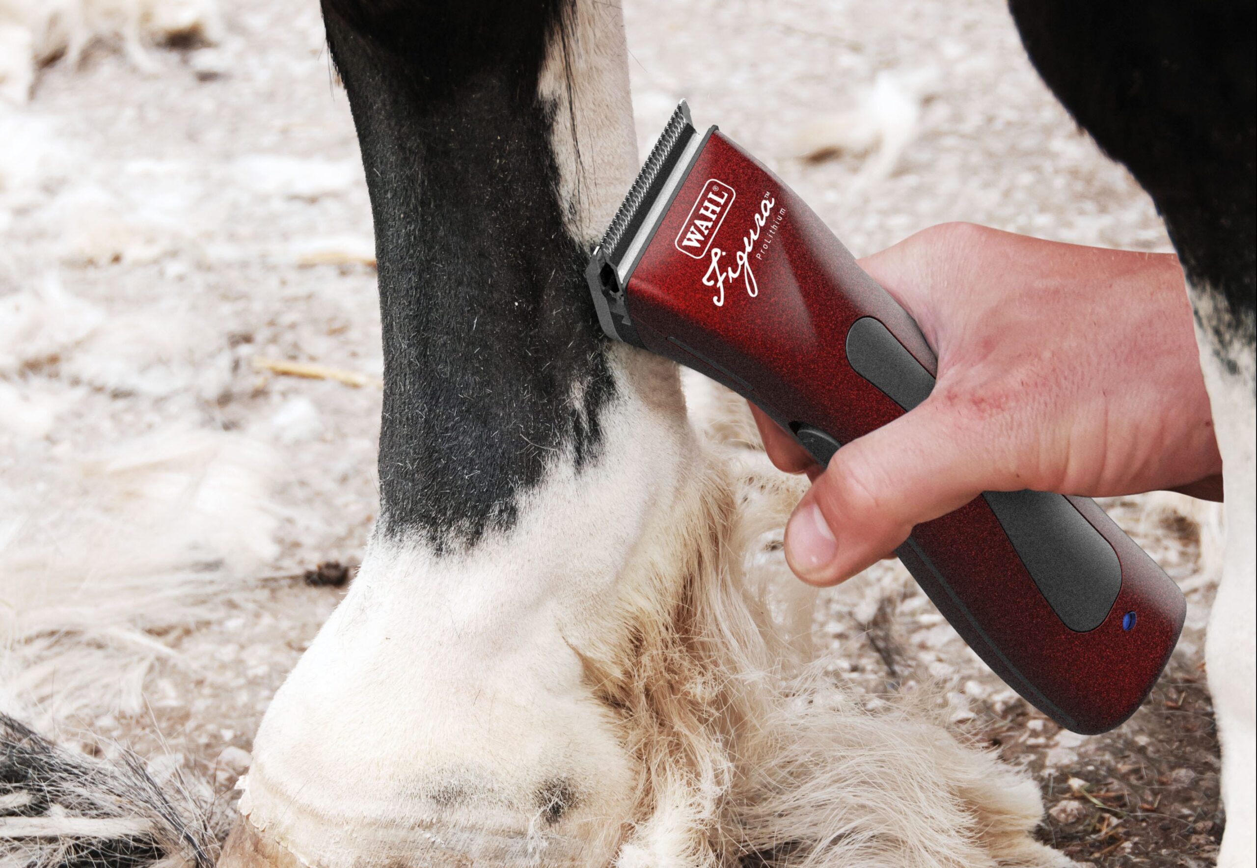 horse clipping