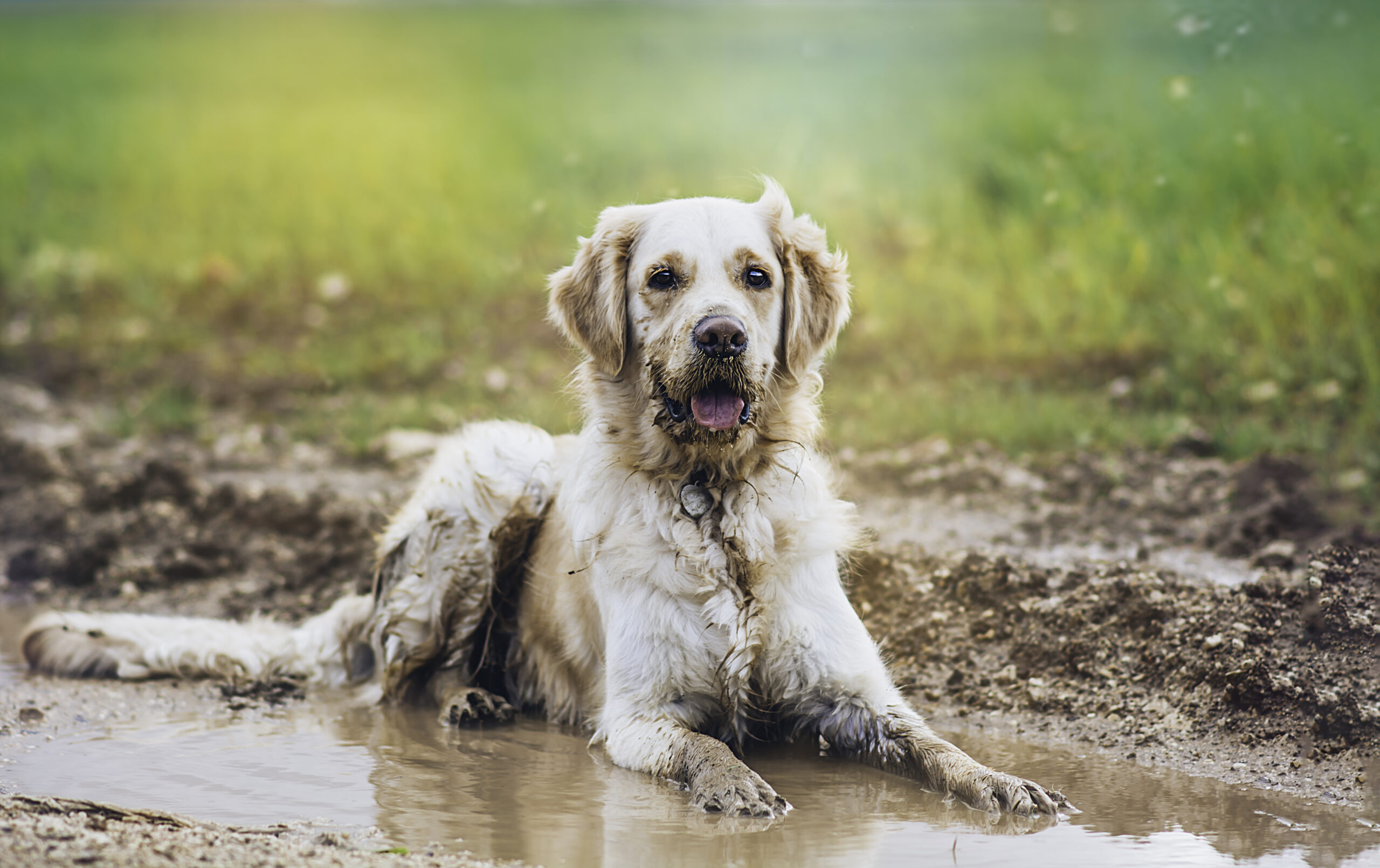 muddy dog