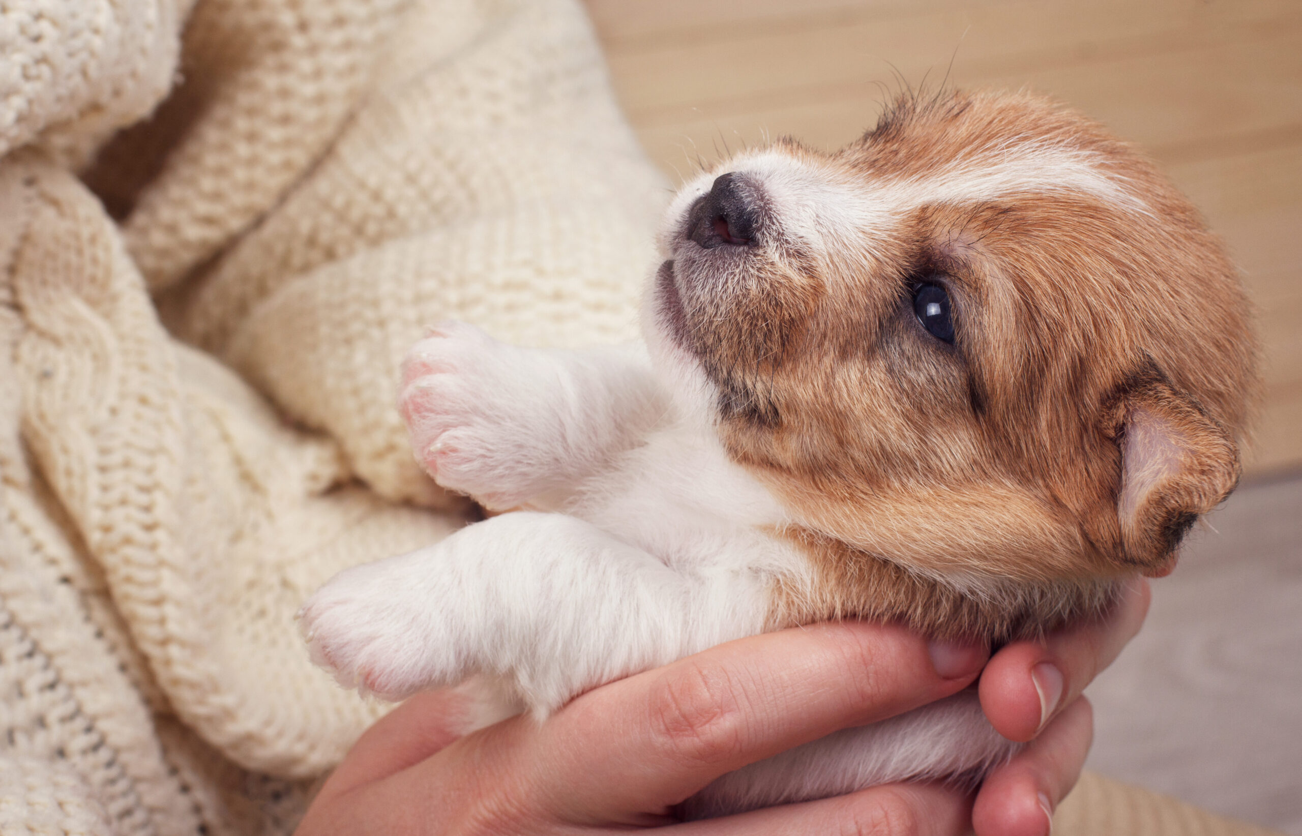 Small puppy looking up while woman holding cute dog. Little pet taking rest at cozy home. Owner and his new friend.