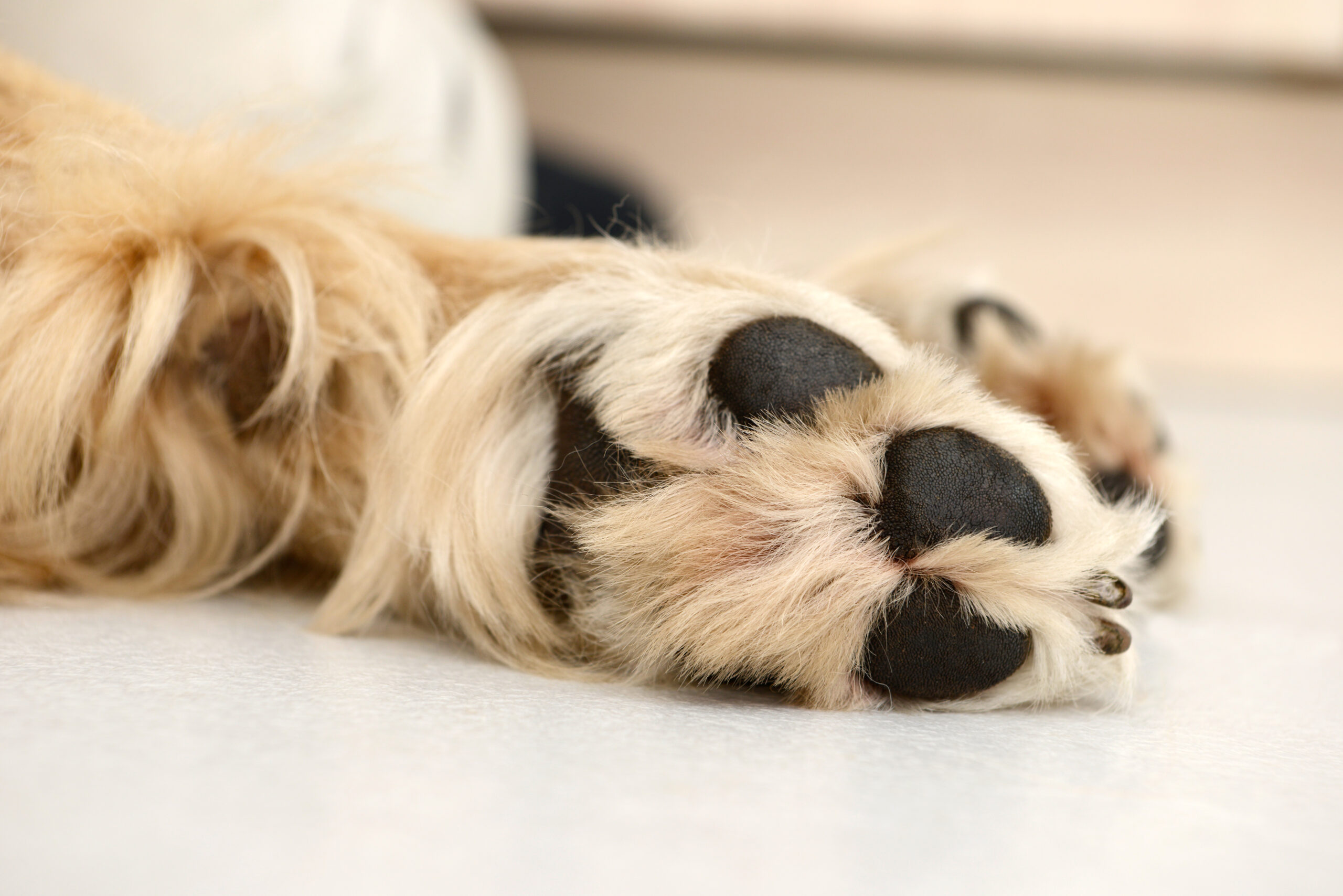 dog paws from golden retriever lying on on carpet in the house