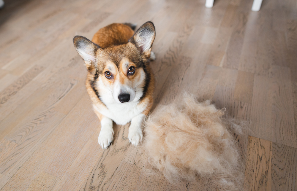 Pet shedding coat