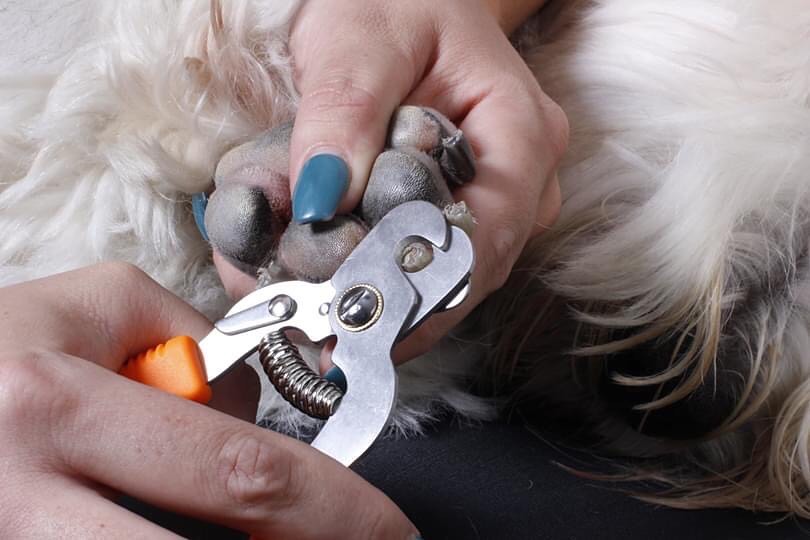 Dog getting claws clipped