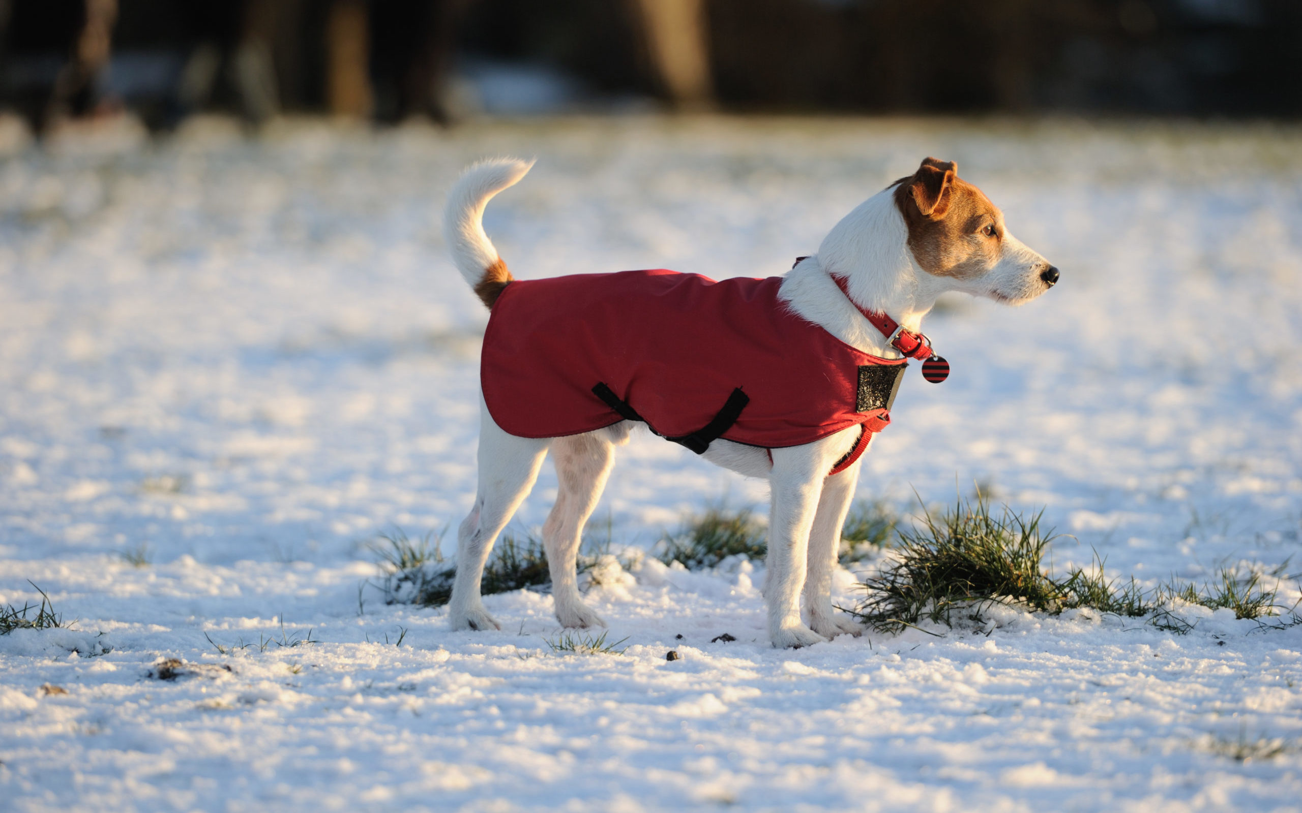 Winter Care Tips for Your Dog