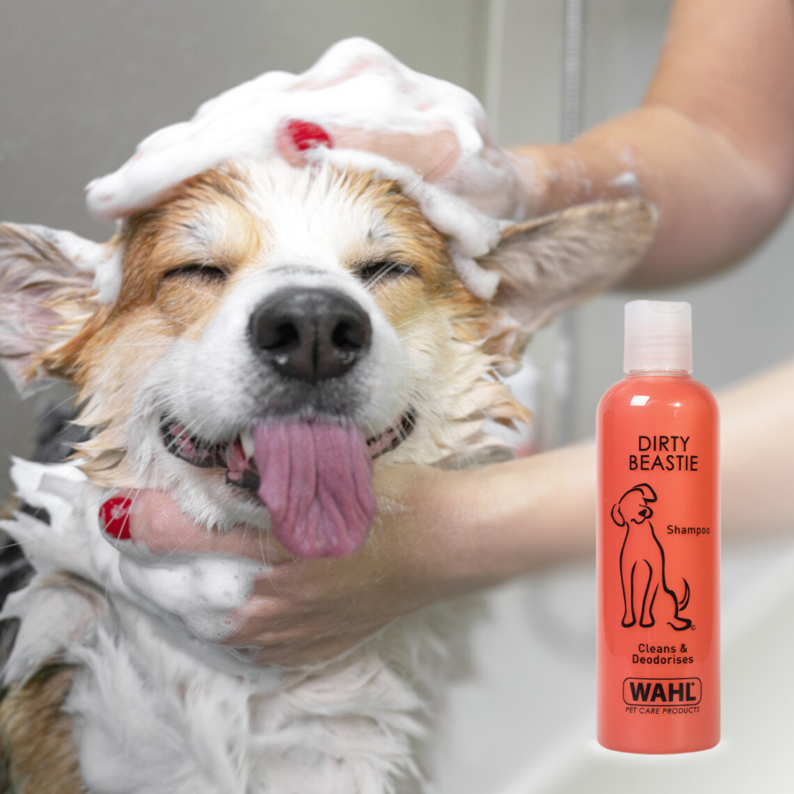 A beginner’s guide to grooming your pet at home Wahl UK
