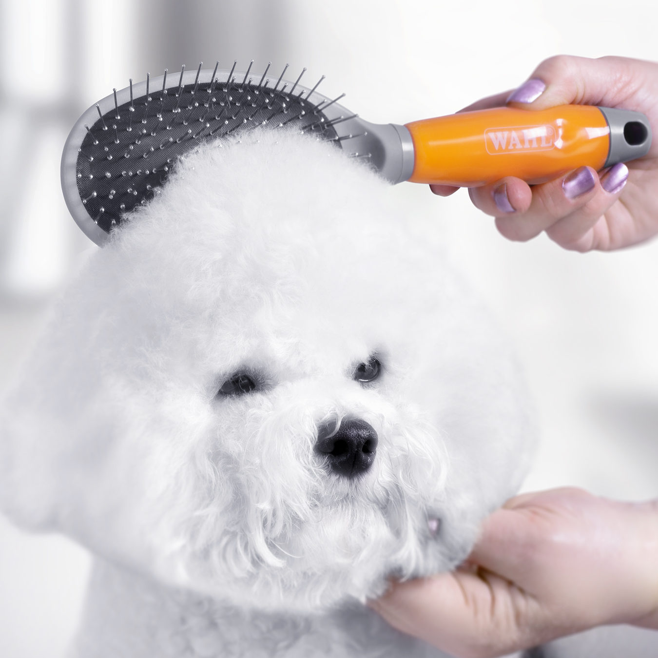 Dog Brush Guide Finding The Right Dog Brush Wahl UK