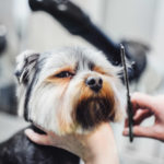 Female groomer haircut yorkshire terrier on the table for grooming in the beauty salon for dogs.