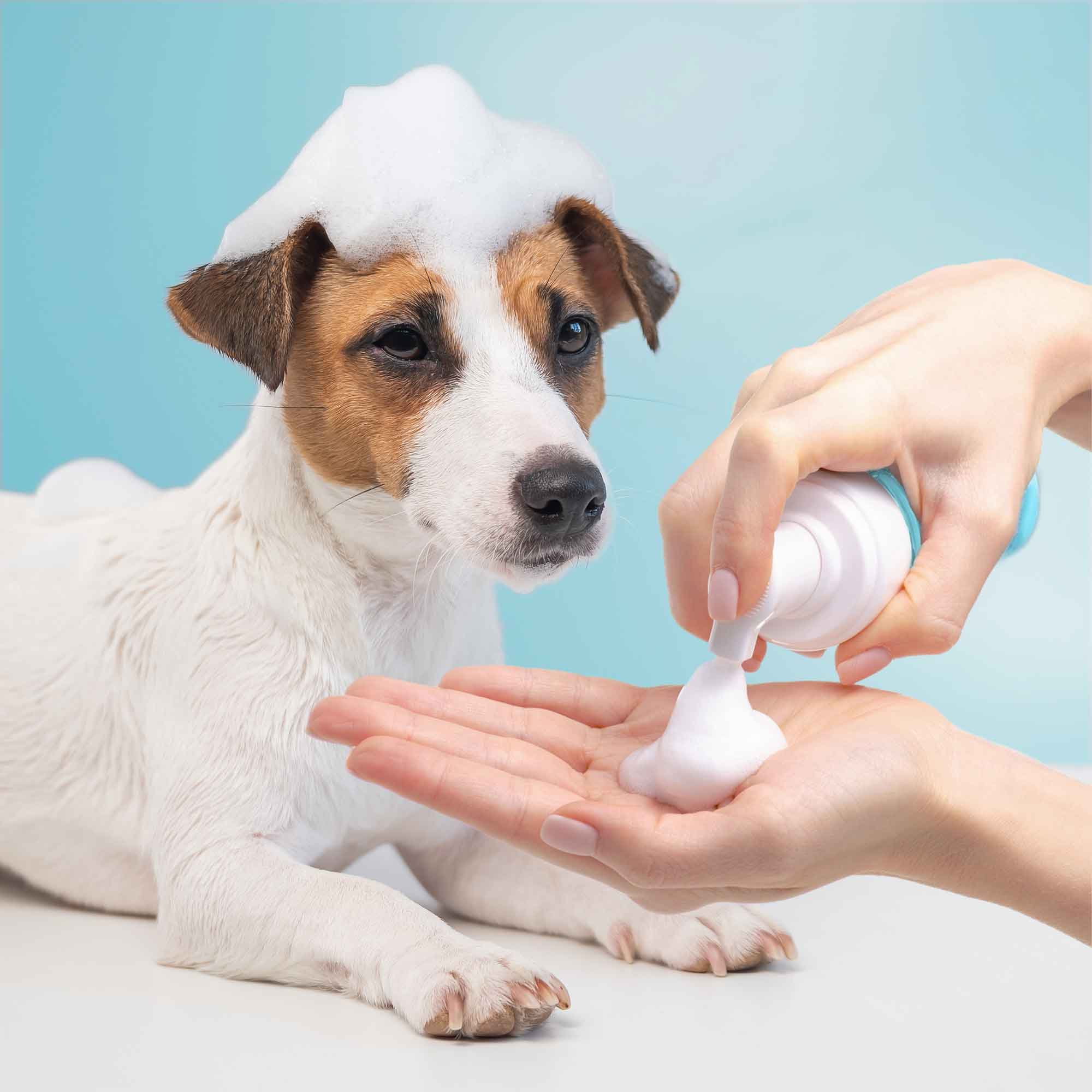 Wahl Non Rinse Foam Pet Shampoo Pet Grooming Products