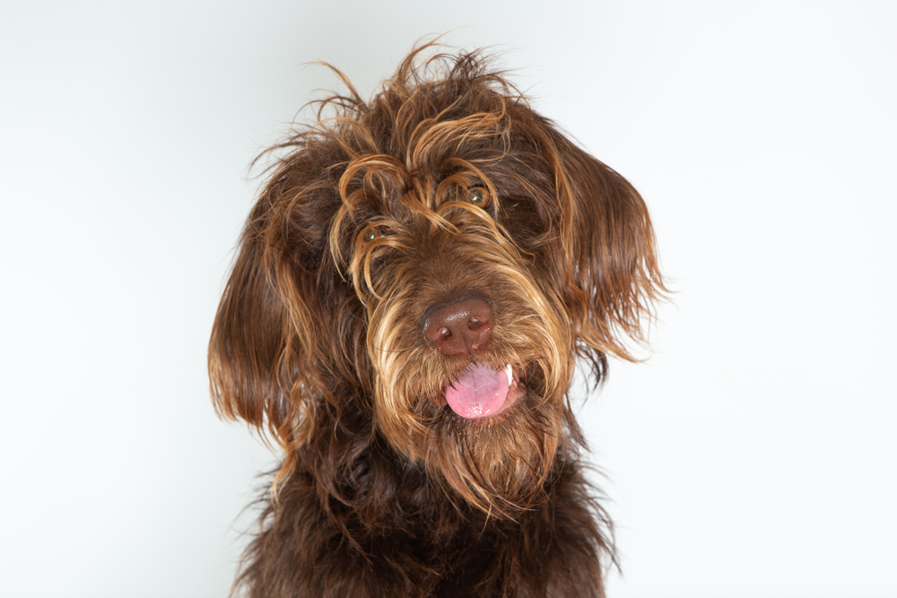 Dog Grooming Guide Tips For All Dog Coat Types Wahl UK