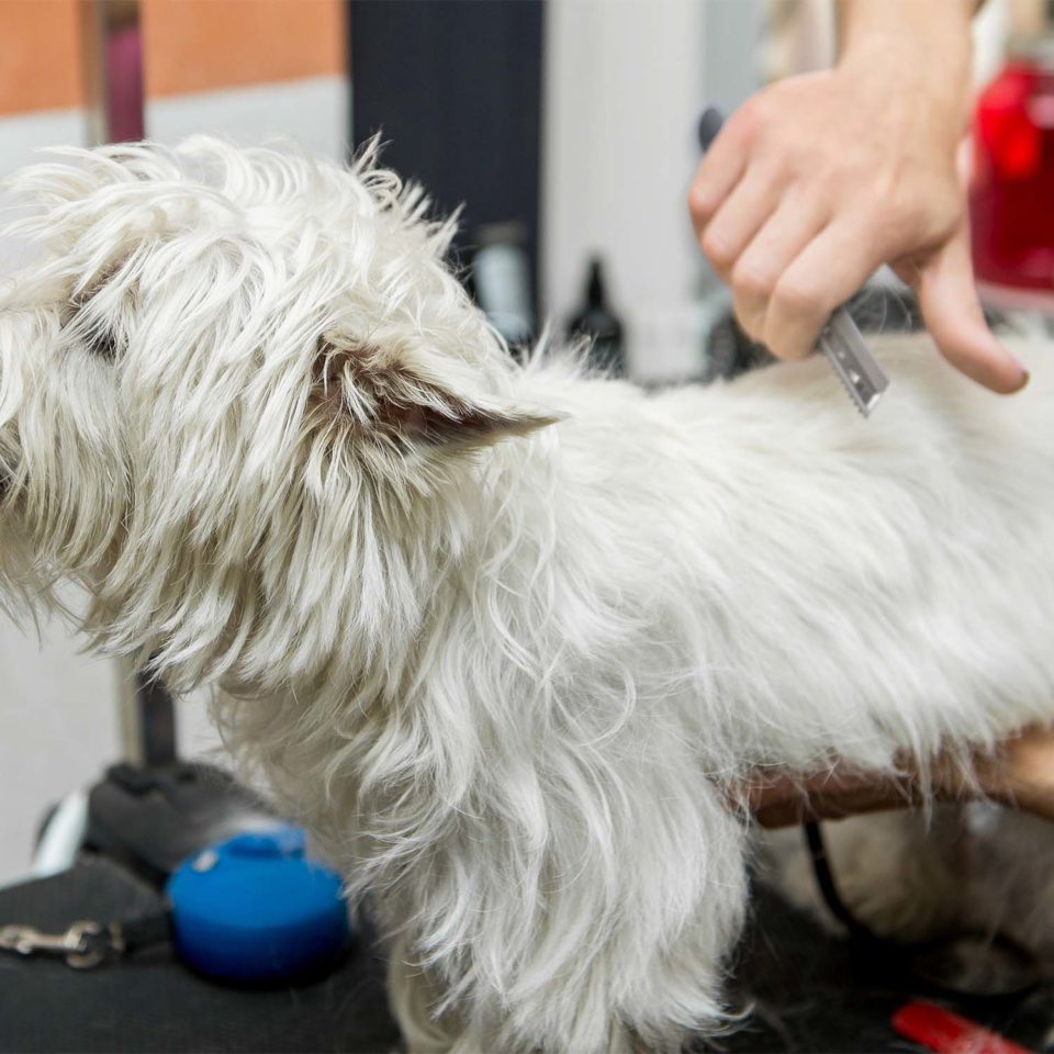 Dog Dresser Blades Wahl UK